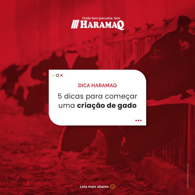 5 dicas para começar uma criação de gado