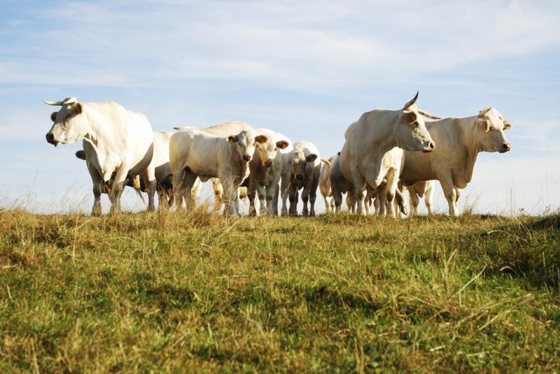 Argentina suspende exportações de carne bovina por 30 dias