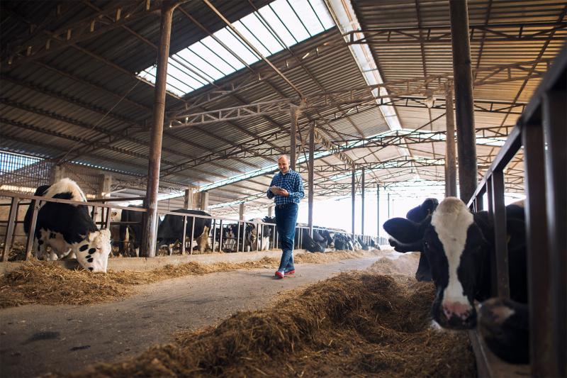 Aumente sua produtividade de pecuária leiteira com o manejo nutricional adequado! Aumente sua produtividade de pecuária leiteira com o manejo nutricional adequado!