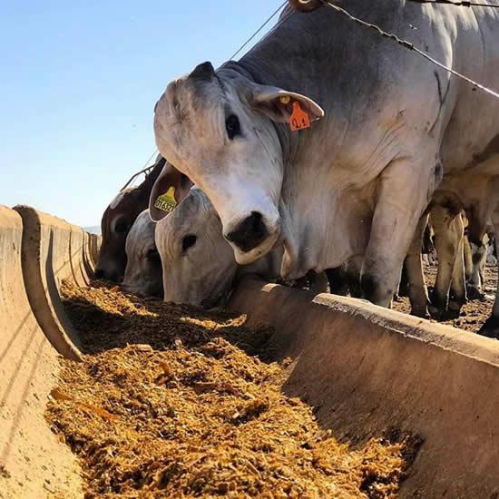 Boi gordo: indicador do Cepea chega a R$ 320 pela primeira vez na história