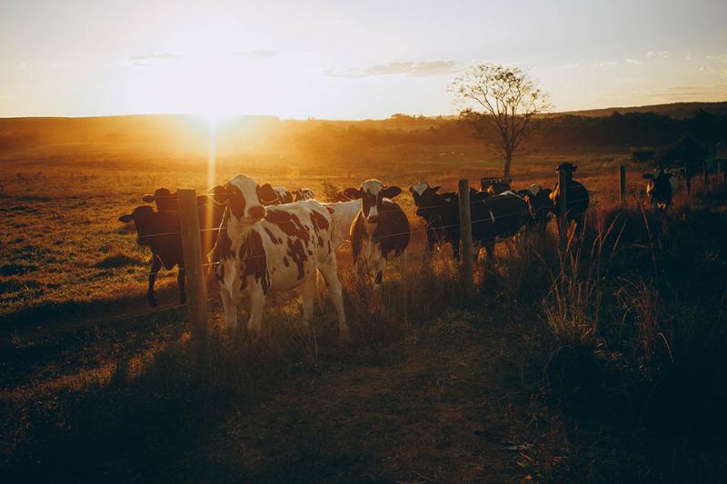Cevada na alimentação animal? Conheça os benefícios! Cevada na alimentação animal? Conheça os benefícios!