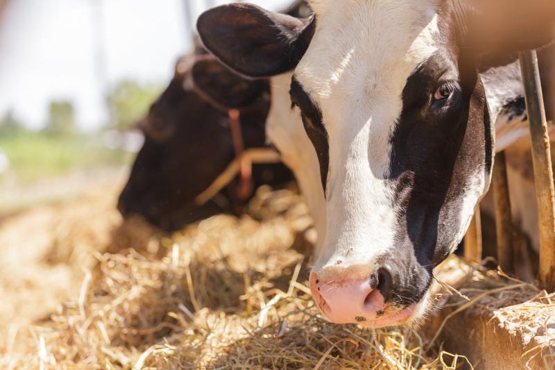 Como gerenciar a atividade pecuária da sua fazenda?