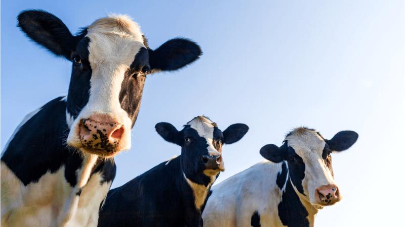 Doenças metabólicas em bovinos de leite: entenda quais mais afetam as vacas Doenças metabólicas em bovinos de leite: entenda quais mais afetam as vacas