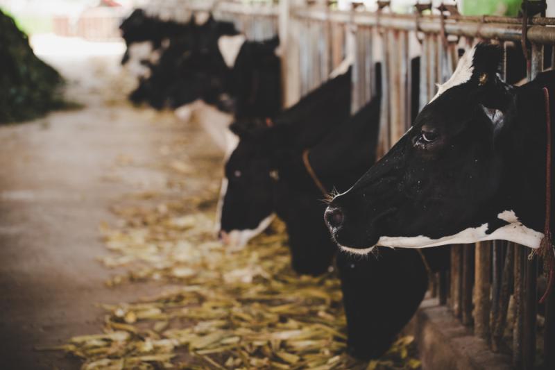 Garanta a alimentação adequada do seu rebanho no inverno com os equipamentos da HaramaQ