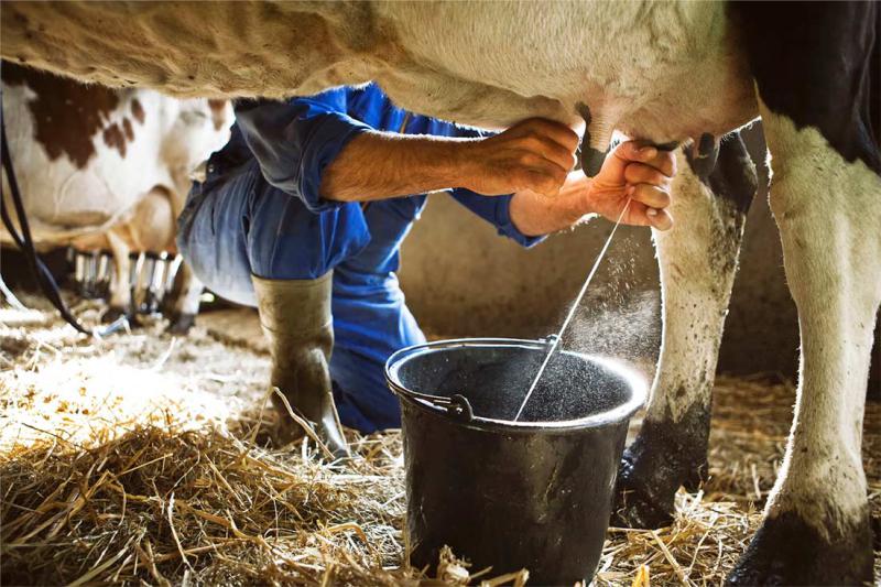 Produtor terá recuperação no preço do leite a partir deste mês