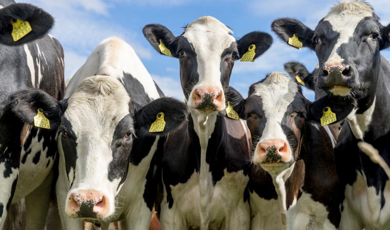 Volume anual de bovinos abatidos registra alta de 3,36%
