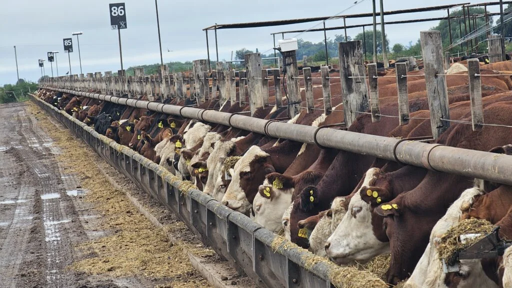 https://blog.haramaq.com/blogs/o-futuro-da-pecuaria-esta-no-crescimento-vertical/ https://blog.haramaq.com/blogs/o-futuro-da-pecuaria-esta-no-crescimento-vertical/