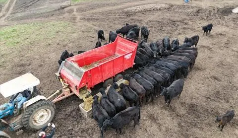 Equipamento de confinamento de gado