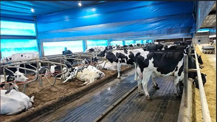 Imagem Ilustrando Haramaq Imagem Ilustrando Haramaq