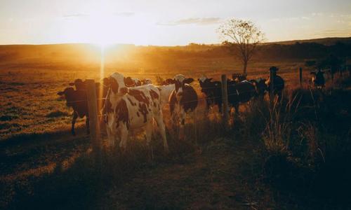 Brasil superou desafios na pecuária, mas ainda precisa evoluir na sustentabilidade
