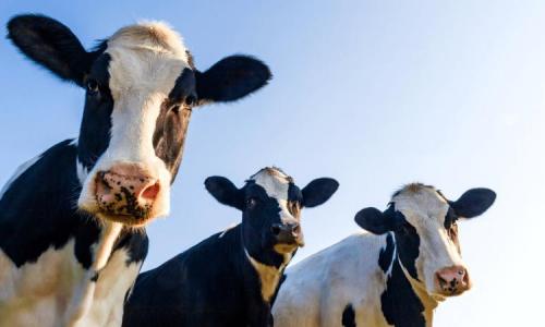 Doenças metabólicas em bovinos de leite: entenda quais mais afetam as vacas