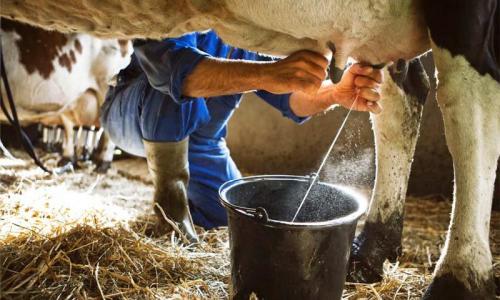 Produtor terá recuperação no preço do leite a partir deste mês