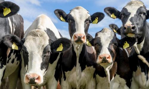 Volume anual de bovinos abatidos registra alta de 3,36%